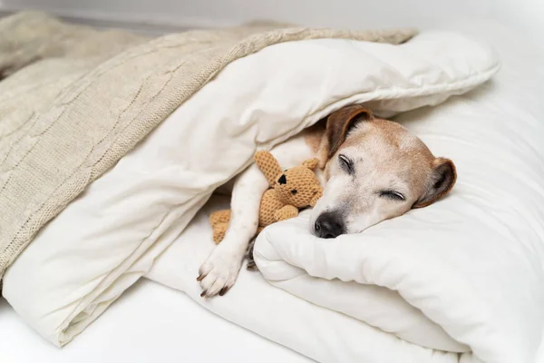 Sleeping dog face cuddling with bear toy. dog Jack Russell terrier under comfortable white bed covered with blanket and beige plaid hugging bear toy. Cozy cute resting pet at home. Senior pet resting