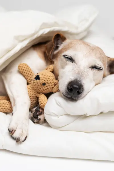Cute gray haired dog face closed eyes sleeping hugging bear toy. White cozy bed for adorable small senior dog Jack Russell terrier. Good night. vertical composition