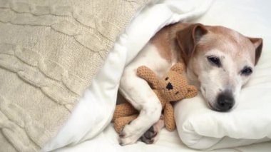 Battaniyeyle kaplı beyaz yatakta uyuyan sevimli köpek yüzlü. En iyi arkadaşım oyuncak ayıyla iyi geceler. Video görüntüleri