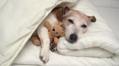 Son sınıftaki sevimli beyaz köpek Jack Russell teriyer battaniye sarma oyuncağıyla kaplı beyaz yatakta uyuyor. Evdeki sevimli sevimli evcil hayvan. Gri saçlı hayvan. 4k video kaydı