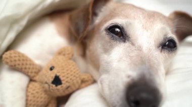 Rahat beyaz bir yatakta oyuncakla sarılıp uyuyan küçük köpek Jack Russell Terrier 'la kucaklaşmak. Evcil hayvan için dinlenme zamanı