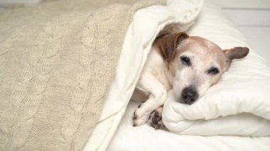 Tatlı uykucu köpek yatakta dinleniyor. Küçük kıdemli köpek Jack Russell Terrier kameraya bakıyor ve gözleri kapatıyordu. Beyaz yatakta uyuyakalıyordu. 4k video kaydı