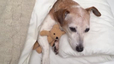 Tatlı uyuyan küçük köpek Jack Russell terrier en iyi arkadaşı küçük oyuncak kucaklıyor. Sıcak iyi geceler titreşimi