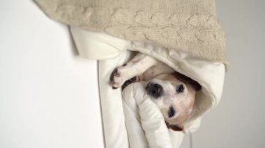 Battaniyeyle kaplı beyaz yatakta uyuyan sevimli köpek yüzlü. En iyi arkadaşım oyuncak ayıyla iyi geceler. dikey Video görüntüleri