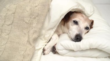 13 yaşında rahat, küçük bir son sınıf öğrencisi köpek uykuya dalıyor. Gözlerini kapatarak yalayarak ve esneyerek. Köpek Jack Russell Terrier battaniyeye sarılmış oyuncaklarla beyaz yatakta uyuyor. 4k rahatlatıcı video kaydı
