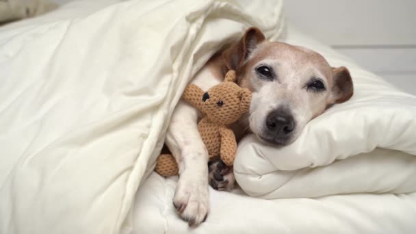 Relaksujący Pies Białym Łóżku Senne Oczy Patrząc Aparat Przed Zasypianiem — Wideo stockowe