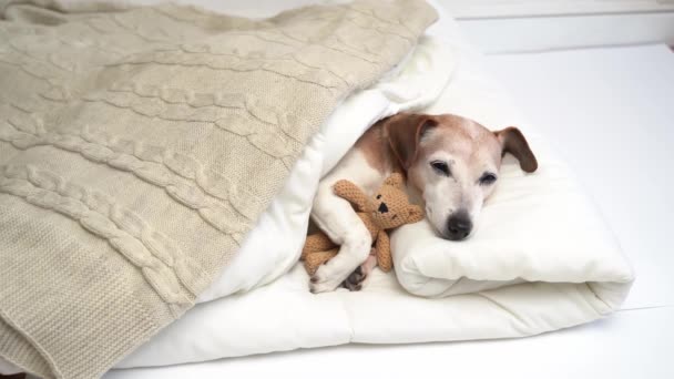 Schattig Grijs Harig Hondengezicht Gesloten Ogen Slapende Knuffelende Beer Speelgoed — Stockvideo