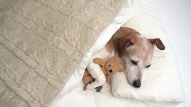 Розслаблений Собака Білому Бака Засинає Заплющуючи Очі Милий Маленький Іграшковий — стокове відео