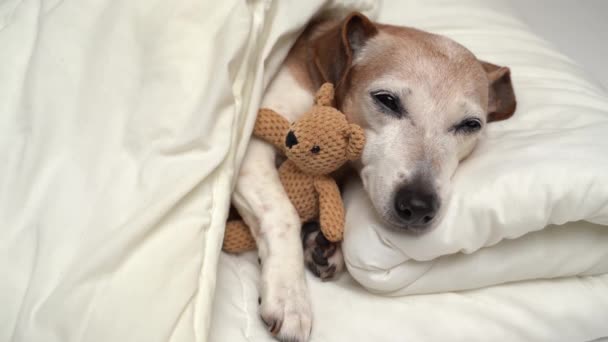 愛らしいリラックスしたビデオ小さな白い13歳犬ジャックラッセルテリア眠る白いベッドは 毛布の抱擁のおもちゃで覆われています 家で居心地の良いかわいい休憩ペット 晴れた朝 親友と目を覚ます — ストック動画