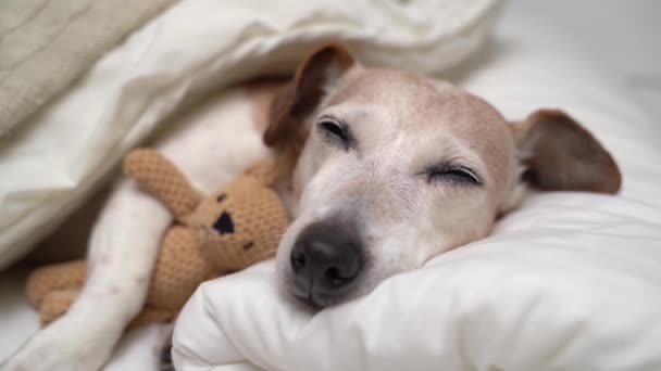 Sød Hund Ansigt Sover Hvid Seng Dækket Med Tæppe Godnat – Stock-video