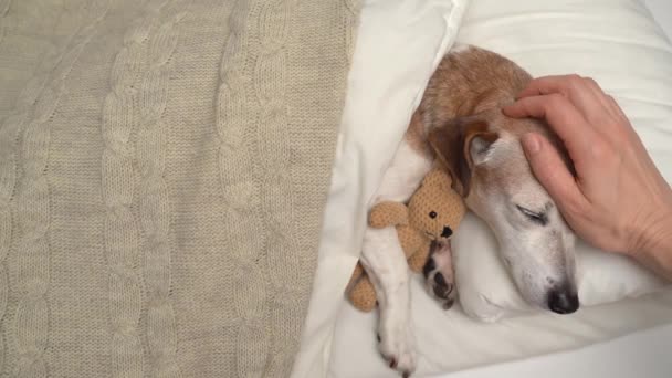 ホワイトベッドでリラックスしたおもちゃを持つ犬 飼い主の手が気遣いと愛情を注いでいる ホーム 週末の冷たい気分 ビデオ映像 — ストック動画