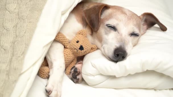 可爱的小狗狗杰克罗素拥抱最好的朋友小玩具 舒适的晚安氛围 — 图库视频影像