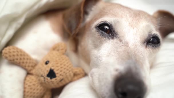 小さな犬ジャック ラッセル テリアを寝ている居心地の良いホワイトベッドでおもちゃとカドリング ペットのためのリラックスした時間をナッピング — ストック動画