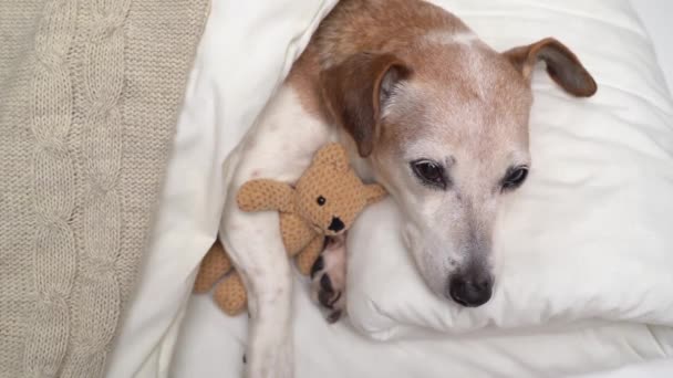 Słodki Śpiący Mały Pies Jack Russell Terrier Przytulający Najlepszą Przyjaciółkę — Wideo stockowe