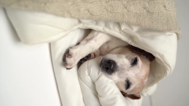 眠っている白いベッドで犬をリラックス シニアペットのジャック ラッセル テリアを灰色のハイレッドフェイスで冷やします 自宅で居心地の良いベッドでクマのおもちゃとくっついています 4Kの垂直ビデオ映像 — ストック動画