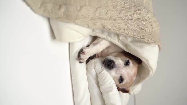 Câinele Adorabil Confruntă Dormitul Pat Alb Acoperit Pătură Bună Dispoziție — Videoclip de stoc