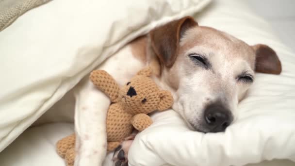 4Kビデオ睡眠犬を眠りに落ちるホワイトカイで閉じます 目を閉じる かわいい小さなおもちゃのクマをハグする 週末の気分を変えるビデオ映像 シニアペットジャックラッセルテリア休憩 — ストック動画