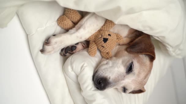 Video Vertikal Anjing Yang Santai Tempat Tidur Putih Dengan Mata — Stok Video