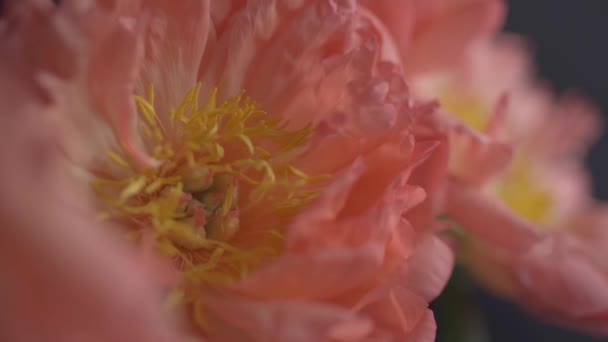 Квіти Рожевий Персиковий Колір Півонії Чорному Тлі Повільні Відеозаписи Руху — стокове відео