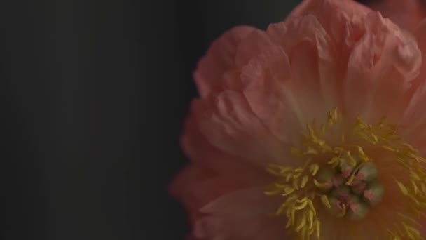 Květiny Růžová Broskev Barva Pivoňka Černém Pozadí Zpomalené Video Záběry — Stock video