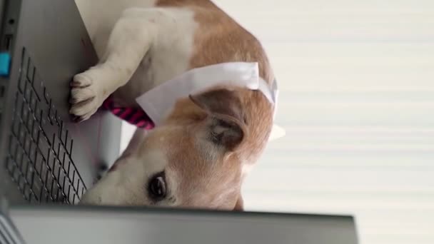 Ładny Pies Noszący Krawat Biały Kołnierz Biurowy Styl Pracy Laptopem — Wideo stockowe