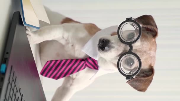 ラップトップで作業するグラスタイとホワイトカラーのオフィススタイルを身に着けている愛らしいオタク犬ジャックラッセルテリア 縦のビデオ映像を撮りました ワーキングデスク カメラを見ているおかしいペット — ストック動画