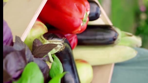 有机农场在绿草的木箱中收获蔬菜 外面阳光灿烂的一天 垂直录像镜头 罗勒等新鲜蔬菜 — 图库视频影像