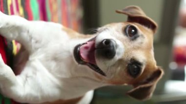 Köpek mutlu portresi. Kameraya bakıp gülümse. Dikey video görüntüleri genç yaşta Jack Russell Terrier 'dan çıktı