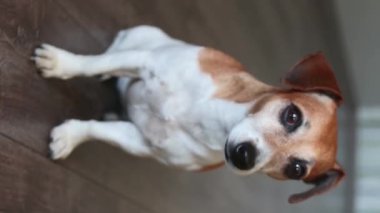 Kameraya bakan sevimli genç köpek Jack Russell Terrier. Koyu ahşap zeminde oturuyordu. akıllı güzel gözler. Dikey video görüntüleri tam uzunlukta portre