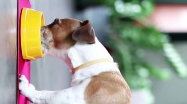 Sarı yakalı köpek sarı bir kaseden yemek yiyor. Dikey video görüntüleri. Kırmızı halı. Jack Russell Teriyer hayvanı