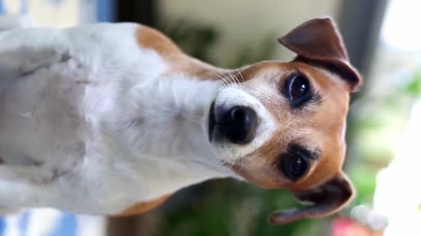 Собака Спокойно Смотрит Камеру Мудрые Красивые Глаза Последнюю Секунду Джек — стоковое видео