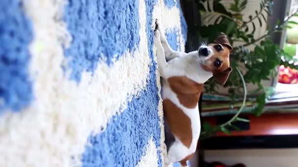 Mały Piesek Leży Niebieskim Dywanie Macha Ogonem Dobroci Potem Nieśmiało — Wideo stockowe