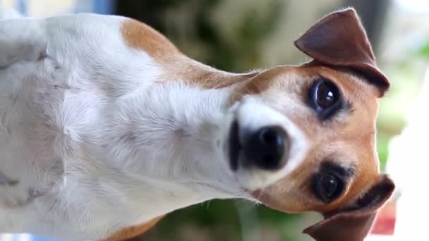 Собака Нахиляє Голову Милий Крупним Планом Відео Портрет Джек Рассел — стокове відео