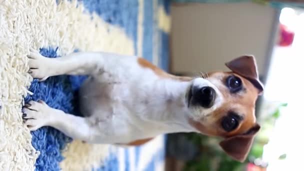 Active Dog Salió Mirando Cámara Saltando Bailando Ojos Grandes Locos — Vídeos de Stock