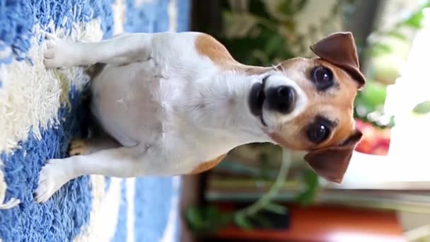 Ενεργός Χαρούμενος Χαρούμενος Σκύλος Jack Russell Terrier Κοιτάζοντας Την Κάμερα — Αρχείο Βίντεο
