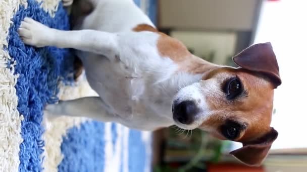 Adorable Retrato Perro Pet Jack Russell Terrier Mirando Cámara Con — Vídeo de stock