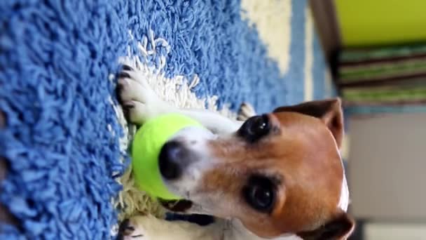 Adorable Perro Encuentra Una Alfombra Azul Juega Mastica Una Pelota — Vídeo de stock