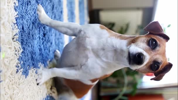 Hund Tittar Uppmärksamt Kameran Luta Huvudet Ganska Ung Jack Russell — Stockvideo