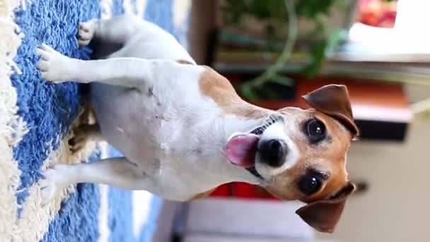 Roztomilý Malý Pes Hledící Kameru Širokým Šťastným Úsměvem Modrý Koberec — Stock video