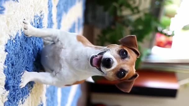 Activo Perro Emocionado Jack Russell Terrier Mirando Cámara Quieren Jugar — Vídeos de Stock