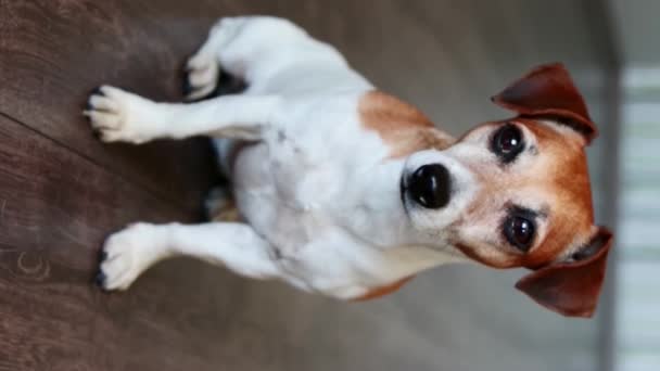 Portret Uroczego Młodego Psa Jacka Russella Terriera Patrzącego Kamerę Siedząc — Wideo stockowe