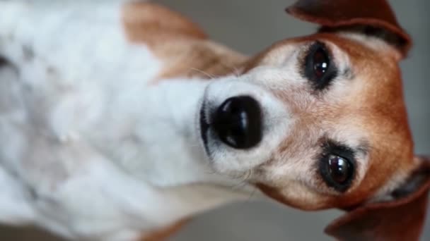 Hondengezicht Close Portret Jack Russell Terriër Huisdier Kijkt Camera Mooie — Stockvideo