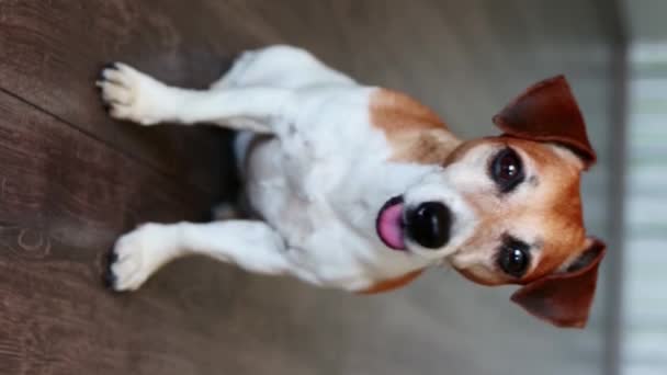 Sevimli Köpek Jack Russell Terrier Kameraya Bakıyor Koyu Ahşap Zeminde — Stok video