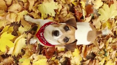 Sonbahar parkındaki köpek yukarıdan görünüyor. Boynunda kırmızı bir eşarp olan köpek güz yürüyüşünün keyfini çıkarıyor. Dikey video görüntüleri. Kameraya bakıyor.
