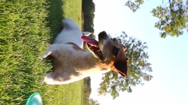 Köpek, ağzı açık ve dili açık bir şekilde çimlerin üzerinde yatar. Aktif oyundan sonra derin derin nefes alır, etrafa bakar. Güneşli bir yaz akşamı. Güzel aktif genç Jack Russell Terrier doğanın tadını çıkarıyor.