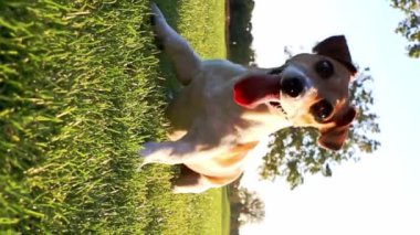 Genç köpek sabırsızlıkla oyuncak getirmeyi bekliyor. Kameraya geniş bir gülümsemeyle atlayan hareketli mutlu çılgın dansçı Jack Russell Terrier. Doğada bir gün. Hayvan çalma