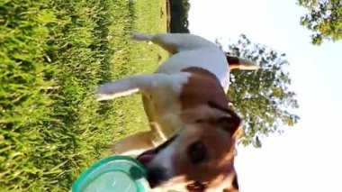 Aktif çıkış yapan köpek oyuncak getirir. Jack Russell Terrier çimin üzerinde ağzı açık ve dili açık duruyor. Aktif koşudan sonra derin bir nefes alıyor. dinlenme arası. Dikey video görüntüleri 