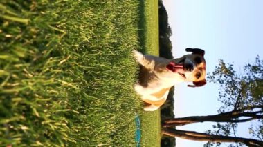 Köpek, ağzı açık ve dili açık bir şekilde çimlerin üzerinde yatar. Aktif oyundan sonra derin derin nefes alır. Sonra da çimlerin üzerinde kameraya doğru sürünür. Parlak yaz güneşi. Dikey video görüntüleri