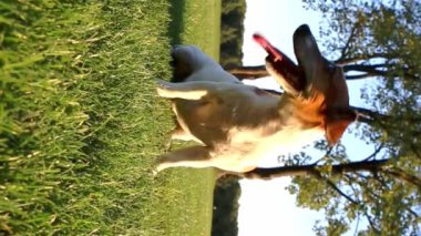 Köpek, ağzı açık ve dili açık bir şekilde çimenlerde oturur. Aktif oynadıktan sonra derin derin nefes alır. Koşular arasında duraklat. Aktif. Doğada hafta sonu. Parlak yaz güneşi. dikey video görüntüleri