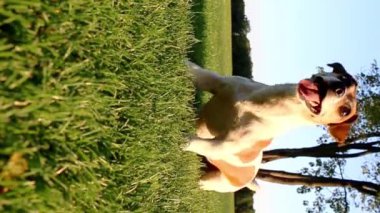 Yeşil çimenlerin üzerinde mutlu, aktif bir köpek sabırsız bir şekilde zıplayıp oyuncağı bekliyor. Dışarıda oyna. Küçük Jack Russell Terrier 'ı oynarken gülümsüyor. Dikey video görüntüleri